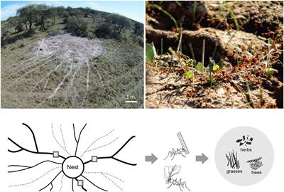 Herbivory by Atta vollenweideri: Reviewing the significance of grass-cutting ants as a pest of livestock